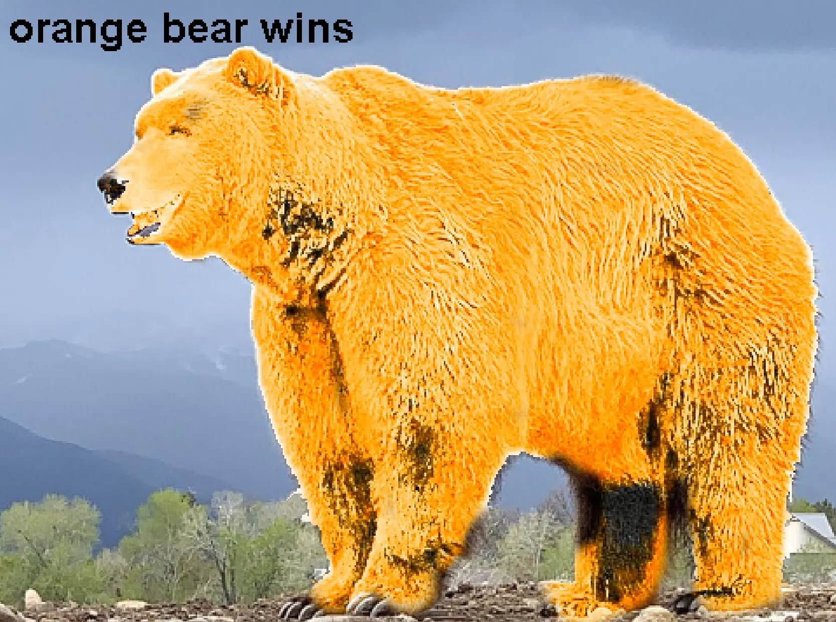 Bear Race Tests 1v1 Starting Position